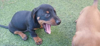 Puppies - Ad posted by Geoff Legward