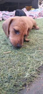 Puppies - Ad posted by Geoff Legward