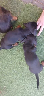 Puppies - Ad posted by Geoff Legward