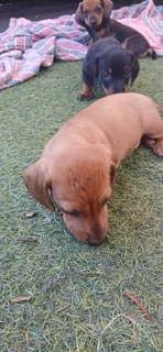 Puppies - Ad posted by Geoff Legward