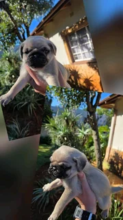 Female pug puppies