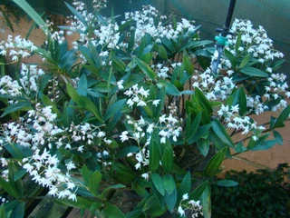 Dendrobium   delicatum   orgidieë   te   koop.  Prys   vanafr150-00