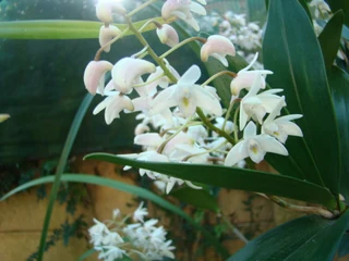 DENDROBIUM   DELICATUM   ORGIDIEë   TE   KOOP.  PRYS   VANAFR150-00