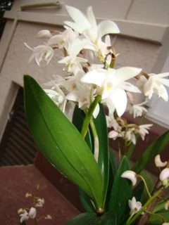 DENDROBIUM   DELICATUM   ORGIDIEë   TE   KOOP.  PRYS   VANAFR150-00