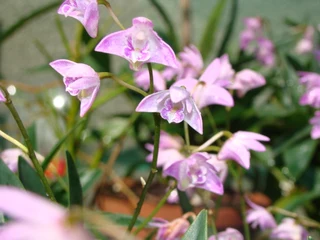 Dendrobium  Kingianum  Orgidieë.  Prys  Vanaf  R150-00
