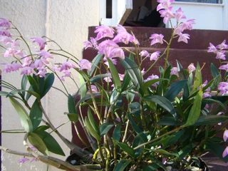 DENDROBIUM  KINGIANUM  ORGIDIEë.  PRYS  VANAF  R150-00