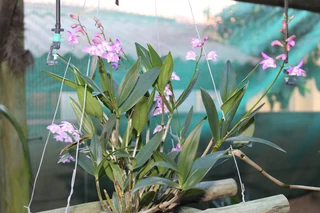 DENDROBIUM  KINGIANUM  ORGIDIEë.  PRYS  VANAF  R150-00