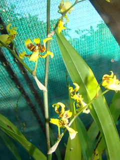 Oncidium  Flexsuosum   orgidieë  Te  Koop  Vanaf  R120-00