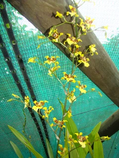ONCIDIUM  FLEXSUOSUM   ORGIDIEë  TE  KOOP  VANAF  R120-00