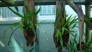 ONCIDIUM  FLEXSUOSUM   ORGIDIEë  TE  KOOP  VANAF  R120-00