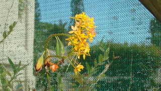 Epidendrum  Orgidieë  Te  Koop  Vanaf  R150-00