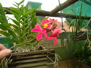 EPIDENDRUM  ORGIDIEë  TE  KOOP  VANAF  R150-00