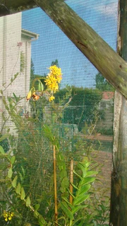 EPIDENDRUM  ORGIDIEë  TE  KOOP  VANAF  R150-00