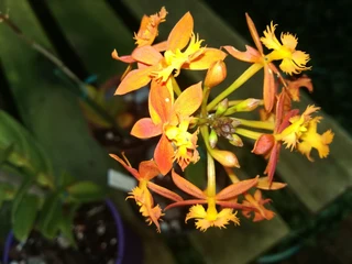 EPIDENDRUM  ORGIDIEë  TE  KOOP  VANAF  R150-00