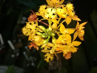 EPIDENDRUM  ORGIDIEë  TE  KOOP  VANAF  R150-00