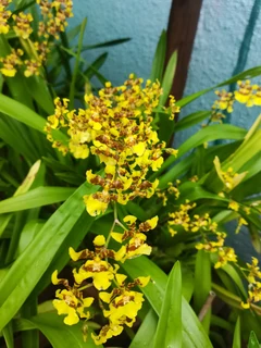 ONCIDIUM  FLEXSUOSUM   ORGIDIEë  TE  KOOP  VANAF  R120-00