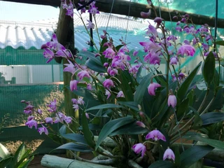 DENDROBIUM  KINGIANUM  ORGIDIEë.  PRYS  VANAF  R150-00