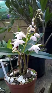DENDROBIUM   DELICATUM   ORGIDIEë   TE   KOOP.  PRYS   VANAFR150-00