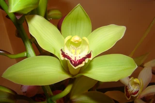 Cymbidium  Orgidieë  Te  Koop  Vanaf  R150-00
