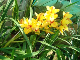 CYMBIDIUM  ORGIDIEë  TE  KOOP  VANAF  R150-00