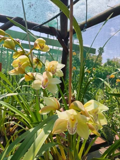CYMBIDIUM  ORGIDIEë  TE  KOOP  VANAF  R150-00