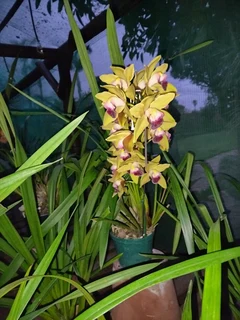 CYMBIDIUM  ORGIDIEë  TE  KOOP  VANAF  R150-00