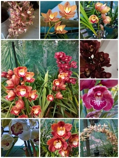 Cymbidium  Orgidieë  Te   koop  Vanaf  R150-00