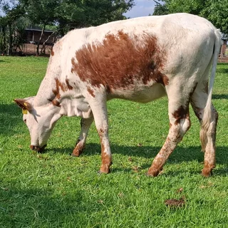 Multi couler heifers for sale