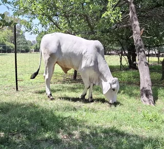 Brahman bull for sale