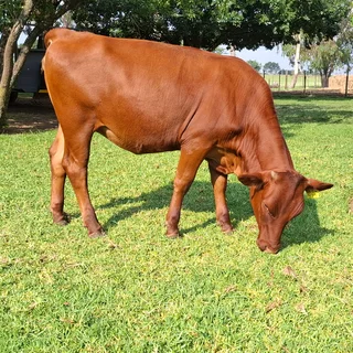 Bonsmara X heifers for sale, NOT for slaughtering