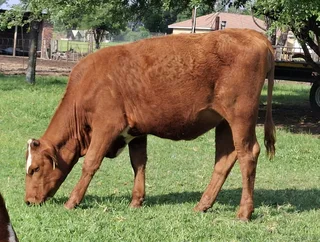 Bonsmara cross Simmental heifers for sale