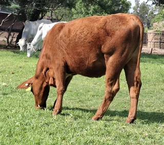Bonsmara cross Simmental heifers for sale