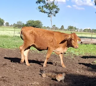 Brahman heifer for sale