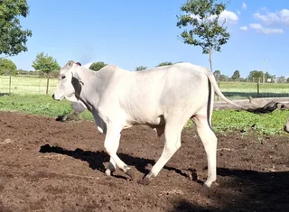 Brahman Bulls for sale