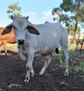 Brahman Bulls for sale