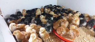 Black Australorp And Rhode Island Red Chicks for Sale