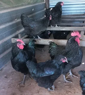 Black Australorp And Rhode Island Red Chicks for Sale
