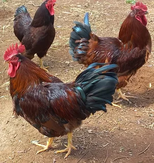 Black Australorp And Rhode Island Red Chicks for Sale