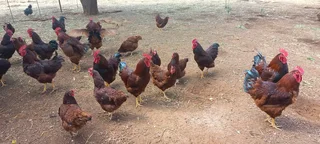 Black Australorp And Rhode Island Red Chicks for Sale