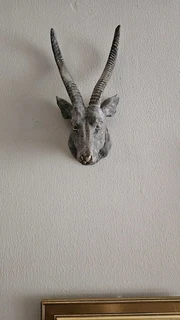 Springbok wall feature