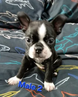 Boston terrier puppies