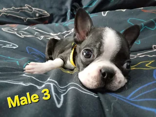 Boston terrier puppies