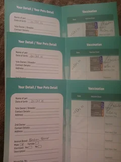 Boston terrier puppies