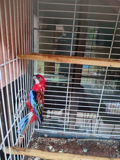 Red opaline rosella male