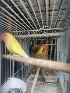 lovebirds - Ad posted by danish khan