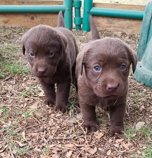 Chocolate Labrador puppies