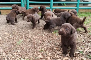 Chocolate Labrador puppies