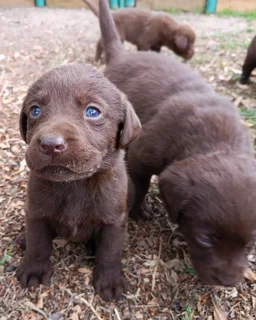 Chocolate Labrador puppies