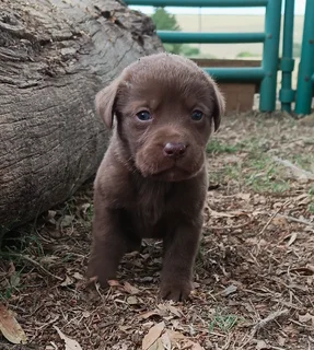 Chocolate Labrador puppies
