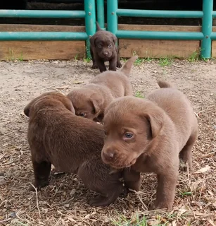 Chocolate Labrador puppies